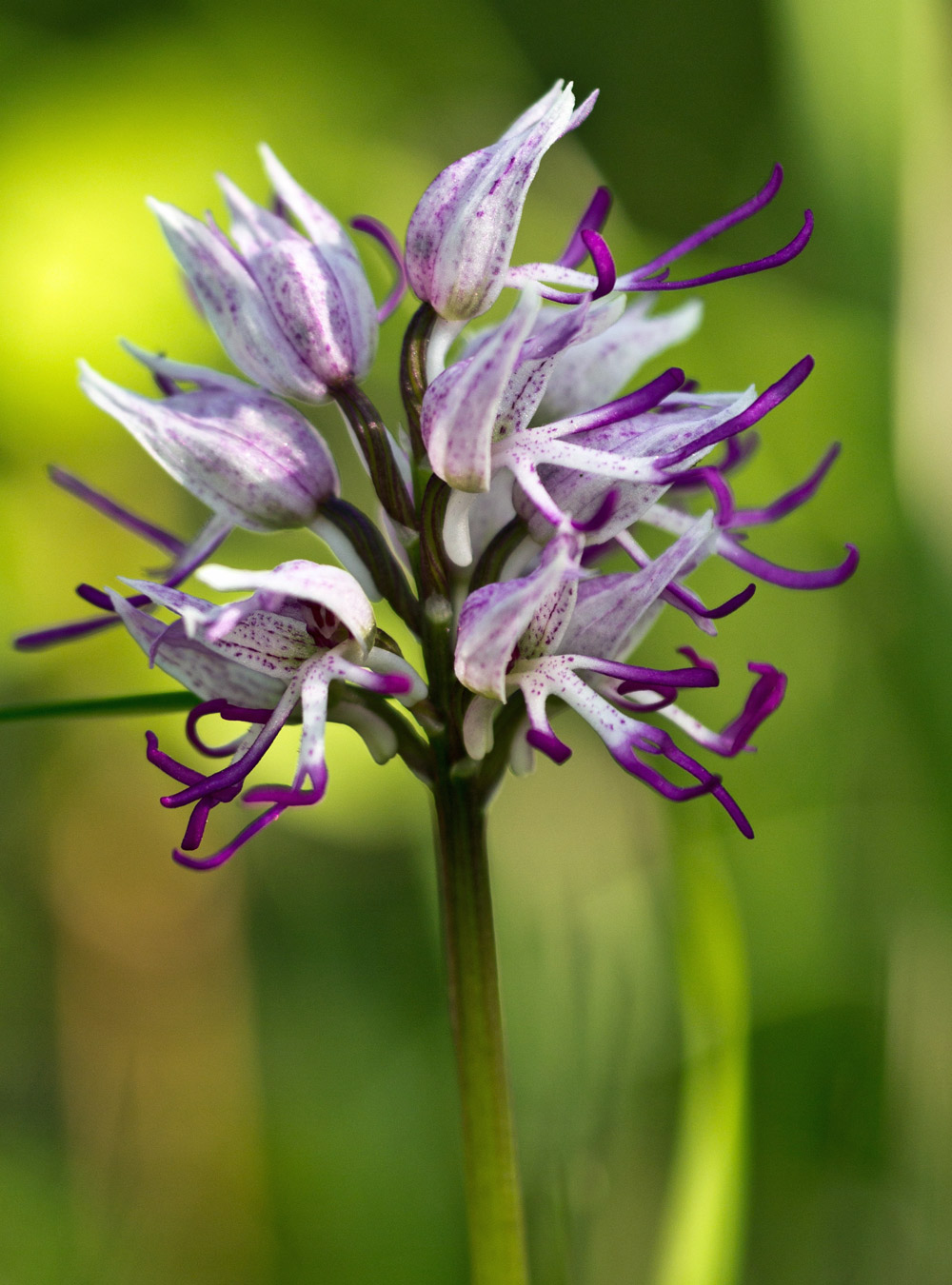 Orchis simia